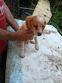 Cuccioli breton 60 giorni