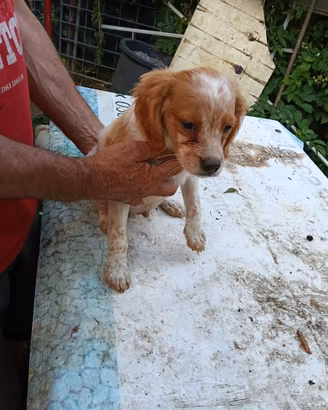 Cuccioli breton 60 giorni