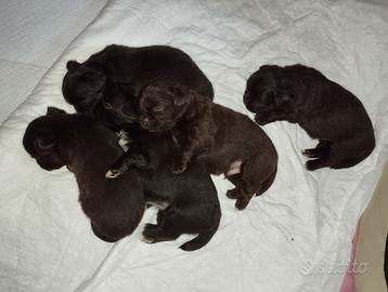 Chihuahua cioccolato