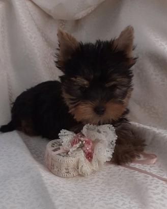 yorkshire  extra TOY