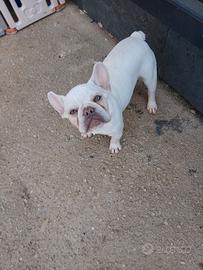 Bulldog