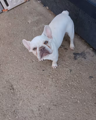Bulldog