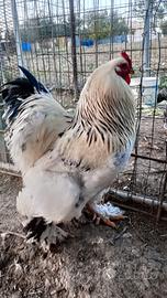 Gallo brahma