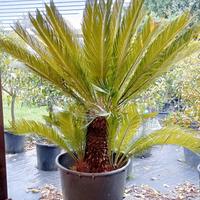 Pianta Cycas in vaso