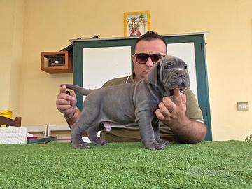 Mastino napoletano