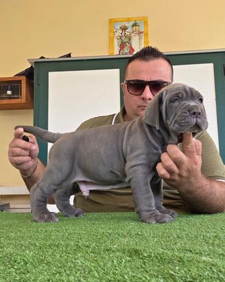 Mastino napoletano