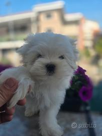Maltese pedigree