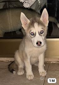 Husky