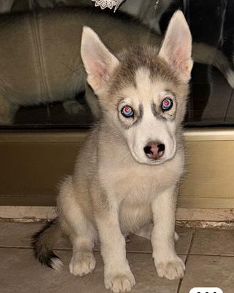 Husky