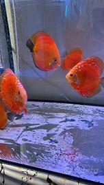 Discus Red Diamond