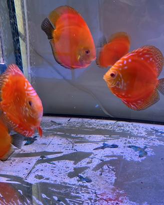 Discus Red Diamond