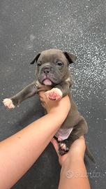 Cuccioli di american Bully ABKC