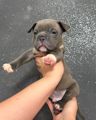 Cuccioli di american Bully ABKC