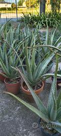 piante Aloe Vera