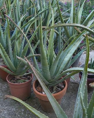 piante Aloe Vera