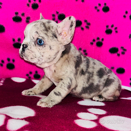 Cuccioli di Bulldog francese
