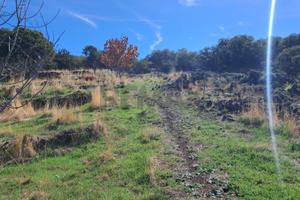 Terreno - Santa Maria di Licodia