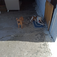 Cane pitbull maschio adulto (castrato)