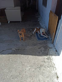 Cane pitbull maschio adulto (castrato)