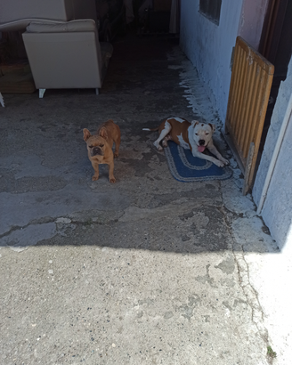 Cane pitbull maschio adulto (castrato)