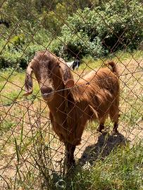 Capra