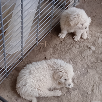 Cuccioli pastore maremmano