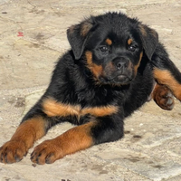 Cuccioli rottweiler