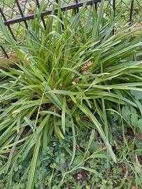 Bulbi da fiore