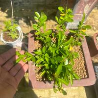 Collezione spedizione gratuita