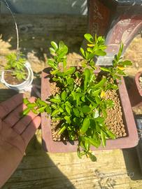 Collezione spedizione gratuita