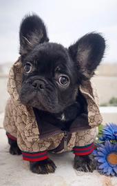 Bulldog francese fluffy (pelo lungo)