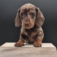 Bassotto nano/kaninchen