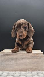 Bassotto nano/kaninchen