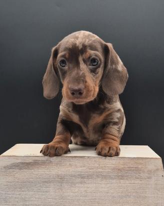 Bassotto nano/kaninchen