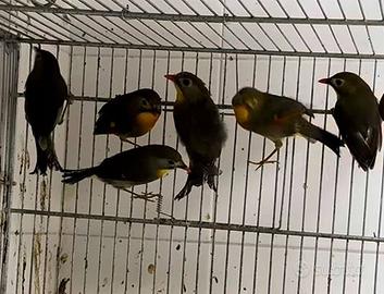 Usignolo del Giappone