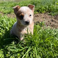 Cucciola AUSTRALIAN CATTLE DOG