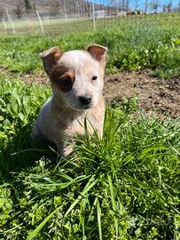 Cucciola AUSTRALIAN CATTLE DOG
