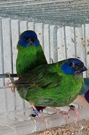 Diamanti di Kittlitz