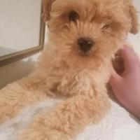 Cucciolata Barboncini Toy