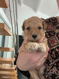 Cuccioli di barboncino