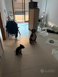 Cucciola di Pitbull