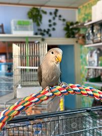 Inseparabile ALLEVATO A MANO