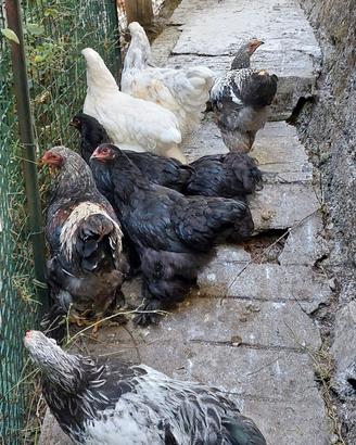 Galletto nero razza brahma di 4 mesi