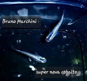 Medaka super nova cobalto