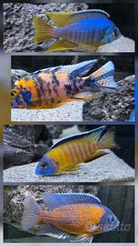 Ciclidi Malawi Aulonocara pesci acquario 