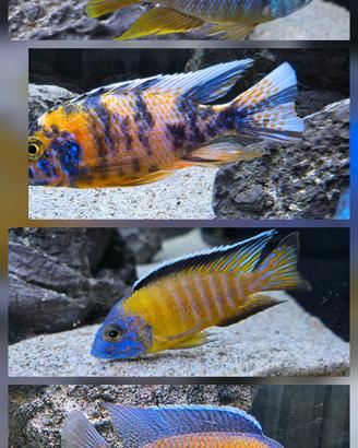 Ciclidi Malawi Aulonocara pesci acquario 