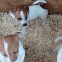 Cuccioli disponibili di jack Russell