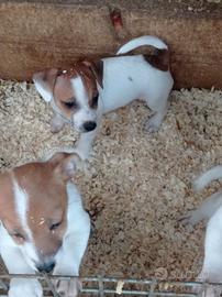 Cuccioli disponibili di jack Russell