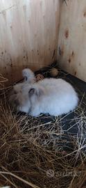 Coniglio Angora