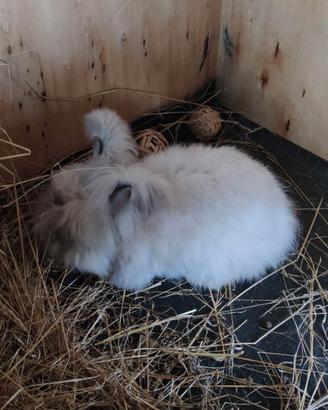 Coniglio Angora